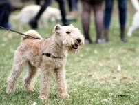 Walk your furry friend in Queen Elizabeth Park