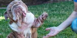 Puppy Yoga with Rescue Bulldogs! - July 13th at 9:30am