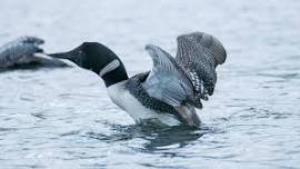 Loon Research Zoom | April 11, 2024