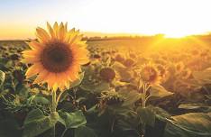 Sunflower Market