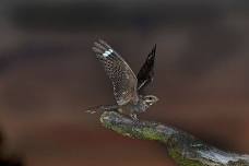 Nightjar Walk at Shatterford