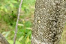 VA- Inoculations at Sky Meadows, day 1