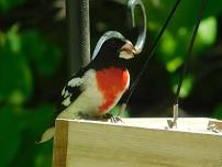 Back Porch Birding