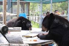 Bear Awareness Day  NEW DATE