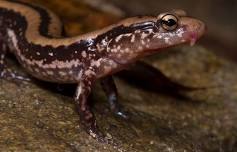 Salamander Meander