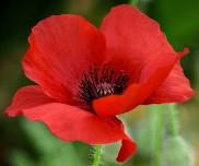 Remembrance Sunday