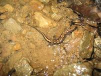 Beech Mountain Guided Herpetology and River Ecology Evening Hike in Beech Mountain, NC