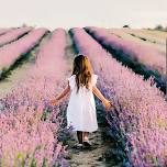 Lavender Field minis