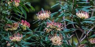 Tasmanian Flora Collection and Arboretum Natives Tour