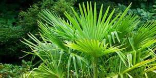 Palms in Central Florida,