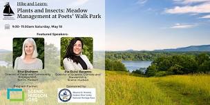 Plants and Insects: Meadow Management at Poets’ Walk Park