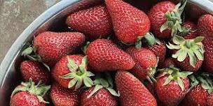 Strawberry Harvest- Asheville