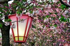 Cherry Blossom Viewing at the Japan Mint