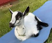 Goat Yoga Class (pre-registration required)