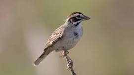 Lafayette Birds! First Sunday Bird Watching — Boulder County Audubon