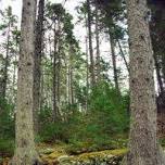 Member Insider: Native Trees of Maine