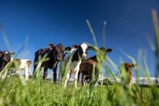 Te Awamutu Calf & Lamb Rearing Day | PGG Wrightson