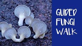 Guided Fungi Walk