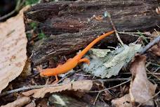 The Importance of Downed Dead Trees and Standing Snags as Wildlife Habitat