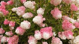 Selecting Hydrangeas for the Home Landscape