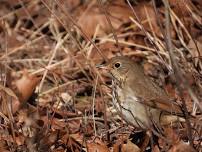 Bird Walk at Pickering Ponds with WBU