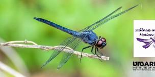 Stillness in Motion: A Dragonfly Exhibit