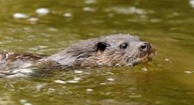 Midweek amble - Beckford Nature Reserve