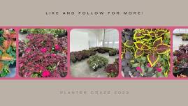 Planter Craze