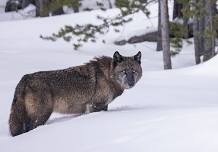 Yellowstone Winter Wildlife and Landscapes with John Slonina