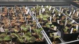 Plant Propagation 201: Plant Tissue Culture