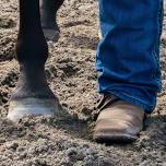 Young Horse Training and Wellness Clinic & Symposium