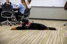 Therapy Dog Visit for Finals Week