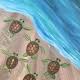 Sea Turtle Hatchlings: July 18th