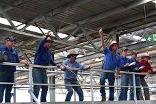 Wangaratta Cattle Sale