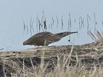 Rewilding Northwest Iowa