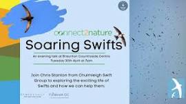 Soaring Swifts - An evening talk