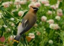 Blackbrook Audubon offers picnic on International Picnic Day