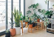 Indoor Plants with Chelsea