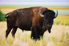 Trailblazer Series: Where the Buffalo Roam