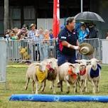 Narraburra Sheep Races