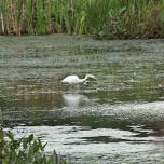 National Birding Day Breakfast