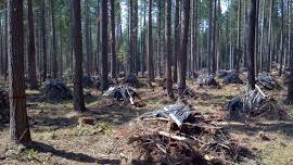 Community-led Forestry in Northern New Mexico