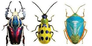 Beautiful Beetles Painting | Brenda Dwyer, instructor