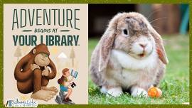 SRP- Rabbits at the library