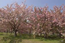 Hiroshima Mint Cherry Blossom Viewing