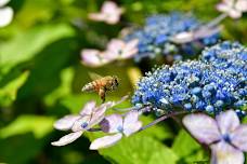 Cape Cod Horticulture 101: The Science of Gardening on Cape Cod (WPG682-64) - Session 3