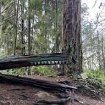 Father's Day Grief Walk in Schmitz Preserve Park with Listening to Grief