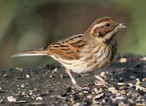 Bird Ringing at Vine House Farm Shop & Café