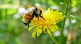 Plentiful Pollinators: Guided Walk