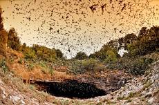 Visit to Bracken Bat Cave